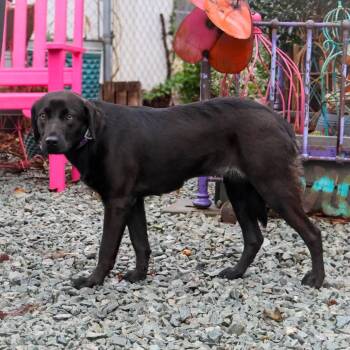Labrador Retriever Dogs Available for Adoption - Oprah | PetCurious