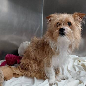 Terrier and Jack Russell Terrier Dogs Available for Adoption in Philadelphia, Pennsylvania - Ivy | PetCurious