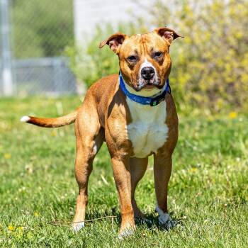 Rico -  Pit Bull Terrier Dog for Adoption in Council Bluffs, Iowa - Rico | PetCurious