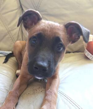 Pace - Local Pup -  Belgian Shepherd Malinois Dog for Adoption in Andover, Massachusetts - Pace - Local Pup | PetCurious