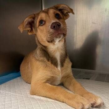 Mixed Breed Dogs Available for Adoption in Charleston, West Virginia - Eight | PetCurious