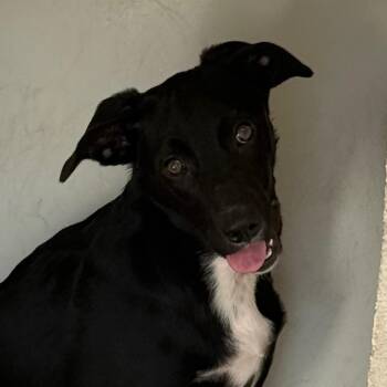 Vito -  Terrier Dog for Adoption in Jacksonville, Arkansas - Vito | PetCurious