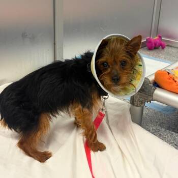 Little Finger -  Mixed Breed Dog for Adoption in Mentor, Ohio - Little Finger | PetCurious