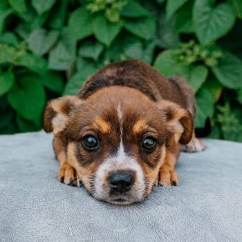 Australian Cattle Dog Blue Heeler and Mixed Breed Dogs Available for Adoption in Rock Hill, South Carolina - Bingo | PetCurious