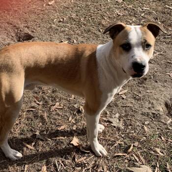 Kane -  Mixed Breed Dog for Adoption in Columbia, South Carolina - Kane | PetCurious