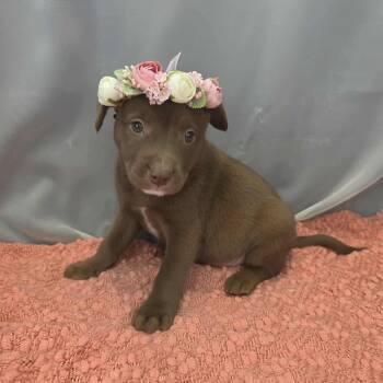 Labrador Retriever and American Staffordshire Terrier Dogs Available for Adoption - Gisselle | PetCurious
