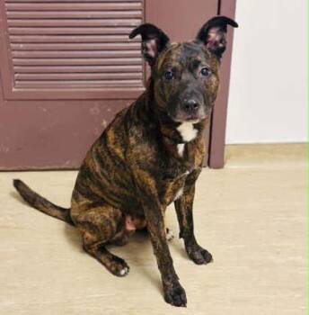 Willy Wonka -  Mixed Breed Dog for Adoption in West Chester, Pennsylvania - Willy Wonka | PetCurious