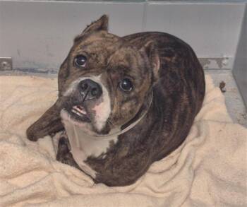 TIM REAM -  Staffordshire Bull Terrier and Mixed Breed Dog for Adoption in Houston, Texas - TIM REAM | PetCurious