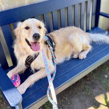 Roney -  Golden Retriever Dog for Adoption in Westhampton, New York - Roney | PetCurious