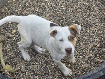 Diezel -  Mixed Breed Dog Available for Adoption in Poplar Bluff, Missouri - Diezel | PetCurious