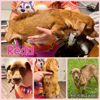 Redd -  Chihuahua Dog for Adoption in Opelika, Alabama - Redd | PetCurious