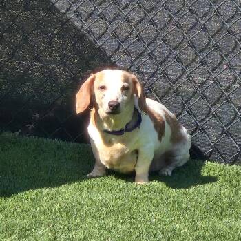 Kane -  Mixed Breed Dog for Adoption in Pittsburgh, Pennsylvania - Kane | PetCurious