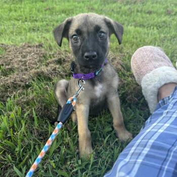 Zora -  Mixed Breed Dog for Adoption in Corbin, Kentucky - Zora | PetCurious