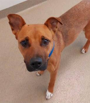 American Staffordshire Terrier Dogs Available for Adoption in Fort Lauderdale, Florida - CANELA | PetCurious