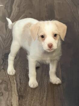 Marina -  Chihuahua and Shih Tzu Dog for Adoption in West Richland, Washington - Marina | PetCurious