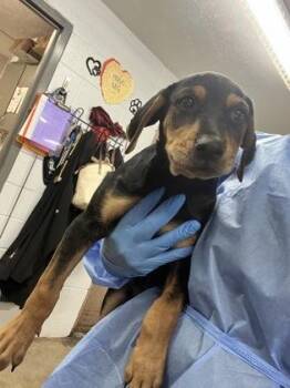 Radar -  Mixed Breed Dog for Adoption in Fort Worth, Texas - Radar | PetCurious