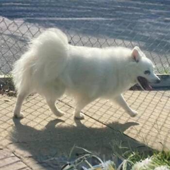 Kinley -  American Eskimo Dog Dog for Adoption in Erie, Pennsylvania - Kinley | PetCurious