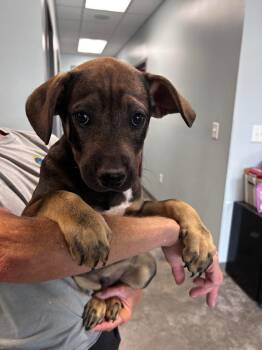 Labrador Retriever Dogs Available for Adoption in Gautier, Mississippi - Oatmeal Raisin | PetCurious