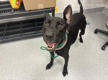 SMOKE -  German Shepherd Dog and Mixed Breed Dog for Adoption in Ocala, Florida - SMOKE | PetCurious