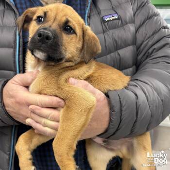 Golden Retriever and Shepherd Dogs Available for Adoption - New Sam | PetCurious