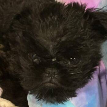 Brussels Griffon Dogs Available for Adoption in Dallas, Texas - Eclipse | PetCurious