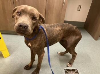 NANNY -  Pit Bull Terrier and Mixed Breed Dog for Adoption in Baytown, Texas - NANNY | PetCurious