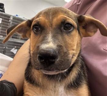 MIKEY -  Labrador Retriever and Mixed Breed Dog for Adoption in Thousand Palms, California - MIKEY | PetCurious