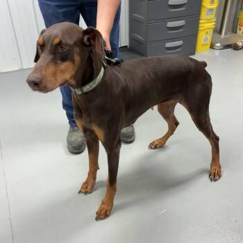 Candie -  Doberman Pinscher Dog for Adoption in Morganfield, Kentucky - Candie | PetCurious