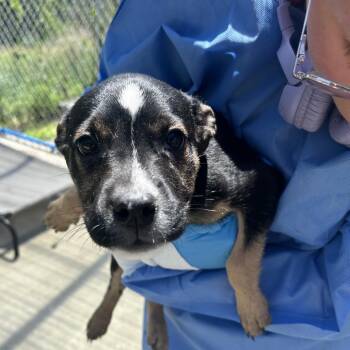 Addison -  Mixed Breed Dog for Adoption in Uniontown, Pennsylvania - Addison | PetCurious