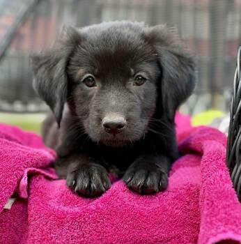 Sizzle -  Mixed Breed Dog for Adoption in Mount Pleasant, South Carolina - Sizzle | PetCurious