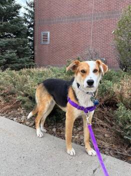Hound and Mixed Breed Dogs Available for Adoption in Fort Collins, Colorado - Birdie | PetCurious