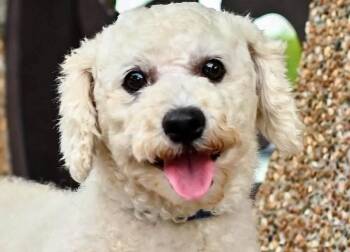 Bagel -  Bichon Frise Dog for Adoption in City Of Industry, California - Bagel | PetCurious