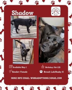 Shadow -  Black Labrador Retriever and Husky Dog for Adoption in Winnipeg, Manitoba - Shadow | PetCurious