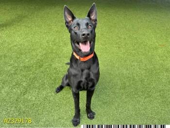 Mixed Breed Dogs Available for Adoption - GOLIATH | PetCurious