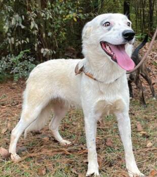 Rescue Labrador Retriever and Great Pyrenees Dogs for Adoption in Morristown, New Jersey - Rosie | PetCurious
