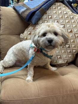 Shih Tzu Dogs Available for Adoption in Mundelein, Illinois - Bob Marley | PetCurious