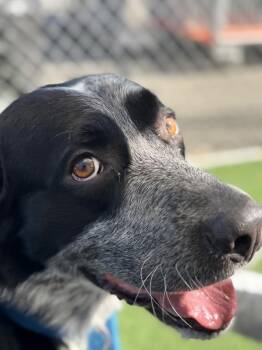 Archie -  Labrador Retriever and Australian Cattle Dog Blue Heeler Dog for Adoption in Vallejo, California - Archie | PetCurious