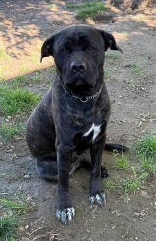 Thor -  Mastiff Dog for Adoption in Georgina, Ontario - Thor | PetCurious