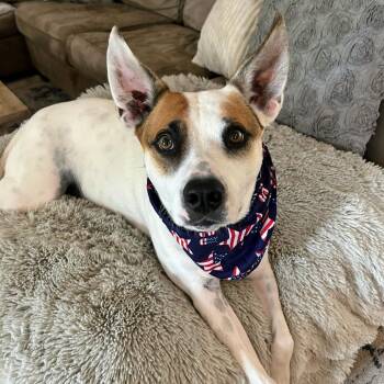 Rider - Home to Home -  Cattle Dog Dog for Adoption in South Elgin, Illinois - Rider - Home To Home | PetCurious