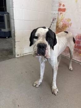 KYLE -  Mastiff and Mixed Breed Dog for Adoption in San Bernardino, California - KYLE | PetCurious