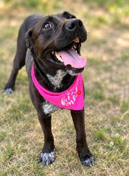 Clairy -  Black Labrador Retriever and American Staffordshire Terrier Dog for Adoption in Humble, Texas - Clairy | PetCurious
