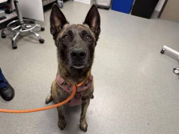 ARCHER -  Belgian Shepherd Malinois Dog for Adoption in Ontario, California - ARCHER | PetCurious