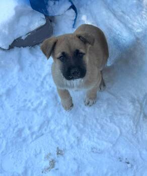 Australian Shepherd and Shepherd Dogs Available for Adoption - Lainey-Nick Of Time Litter | PetCurious