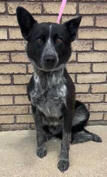 Colt -  Australian Cattle Dog Blue Heeler Dog for Adoption in Columbus, Nebraska - Colt | PetCurious