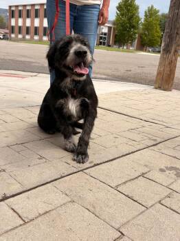 Luna -  Terrier and Mixed Breed Dog for Adoption in Heber City, Utah - Luna | PetCurious