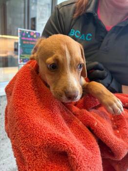 Mixed Breed Dogs Available for Adoption in Bossier City, Louisiana - Peter | PetCurious