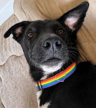 Star 4258 -  Labrador Retriever Dog for Adoption in Pickering, Ontario - Star 4258 | PetCurious