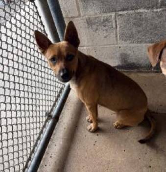 Mixed Breed Dogs Available for Adoption in West Chester, Pennsylvania - Mort | PetCurious