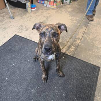 Donald -  Mixed Breed Dog for Adoption in Saint Marys, Pennsylvania - Donald | PetCurious
