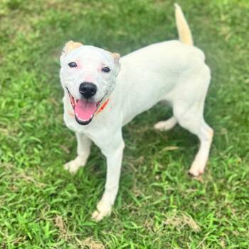 Magnolia -  Mixed Breed Dog for Adoption in Brownsboro, Alabama - Magnolia | PetCurious